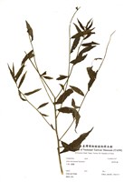 藏品(臺灣馬蘭)的圖片